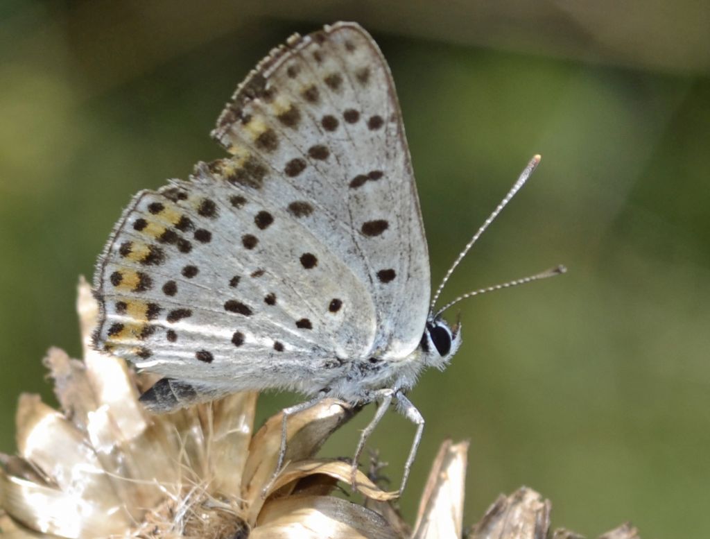 licenide id. - Lycaena tityrus